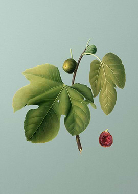 Vintage Briansole Figs Art