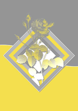 Illuminating Roses in Gray