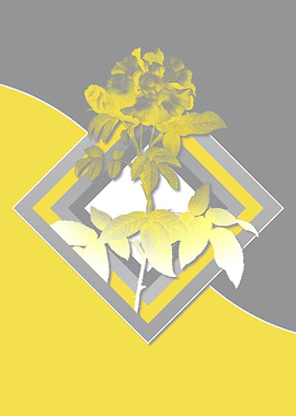 Illuminating Roses in Gray