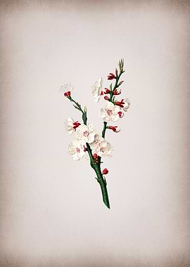 Apricot Flower Painting