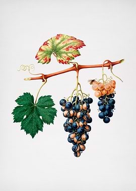 Vintage Grapes Painting