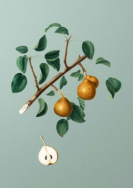 Vintage Pear Painting Mint
