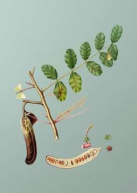 Vintage Carob Fruit Poster