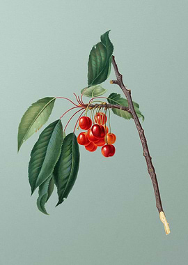 Vintage Cherry Fruit Art