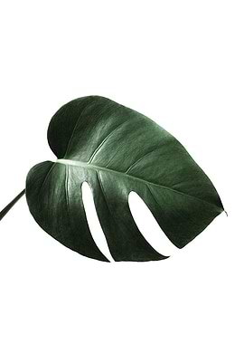 Monstera Leaf