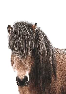Icelandic Horse Iceland