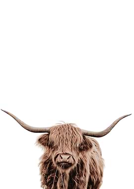 Scottish Highland Cow