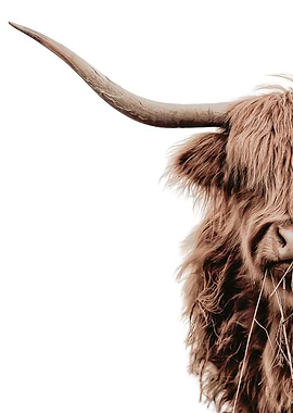 Scottish Highland Cow