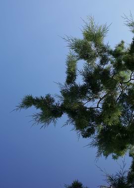 Trees in blue sky macro