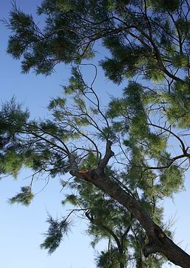Trees in blue sky macro