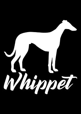 Whippet