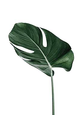 Monstera Leaf