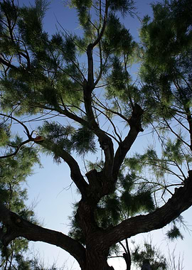 Trees in blue sky macro