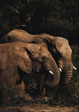 Elephant pair