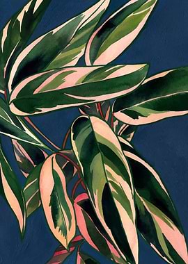 Calathea Plant 2