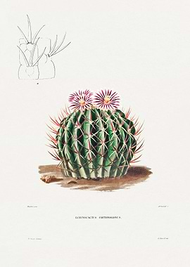 Echinocactus Coptonogonus