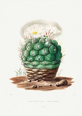 Echinocactus