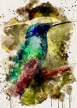 Watercolour Hummingbird