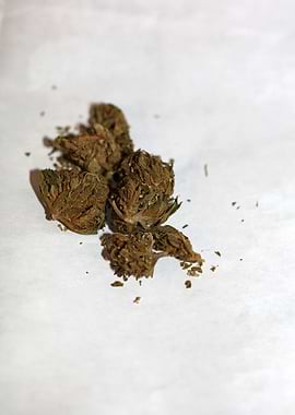 Super lemon haze CBD macro