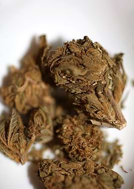 Super lemon haze CBD macro