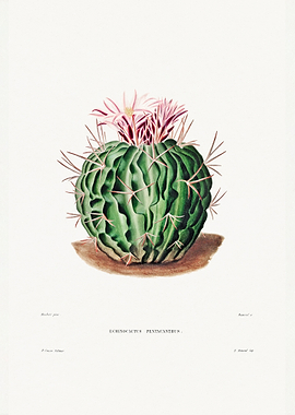 Echinocactus Pentacanthus
