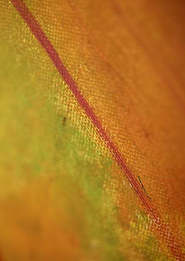 Colorful paint in canvas