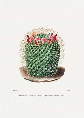 Pincushion Cactus