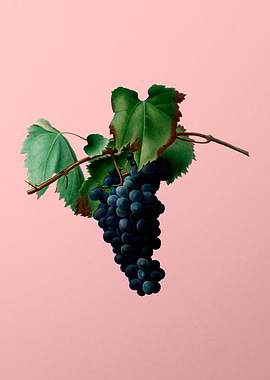 Vintage Grapes Art on Pink