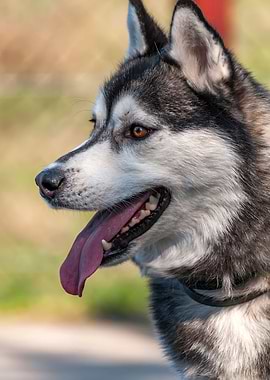 Portrait of a sleddog