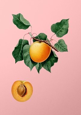 Vintage German Apricot Art