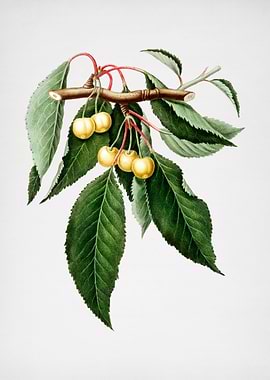 Vintage Cherry Fruit Flora