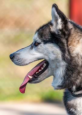 Portrait of a sleddog