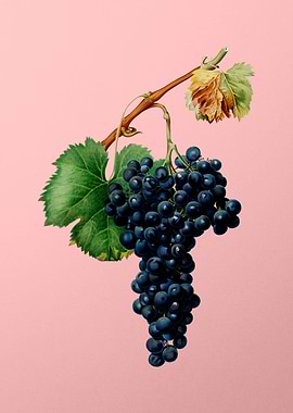 Vintage Grapes Art on Pink