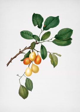 Vintage Cherry Fruit Flora