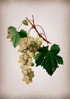 Vintage Muscat Grape Fruit