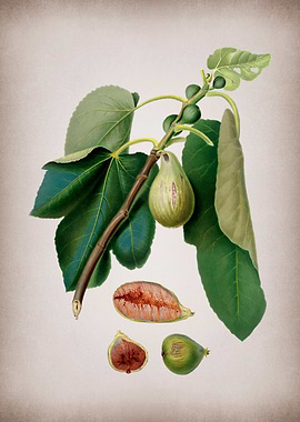 Vintage Monaco Fig Fruit