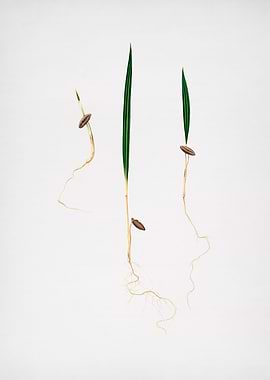 Vintage Date Palm Fruit