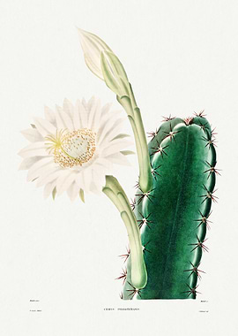 Lady of the Night Cactus