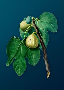 Vintage Figs Illustration
