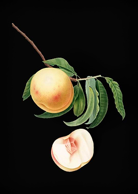 Vintage Duracina Peach Art