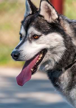 Portrait of a sleddog