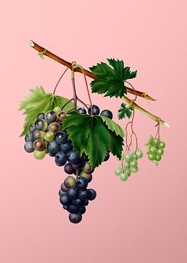 Vintage Grapes Art on Pink