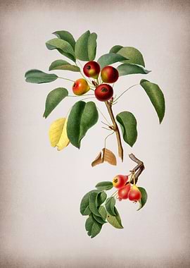 Vintage Musky Pear Fruit