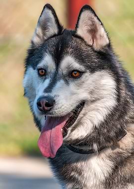 Portrait of a sleddog