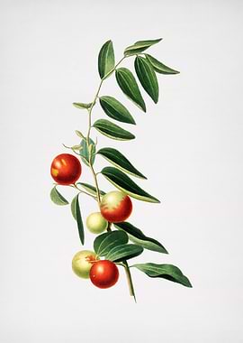 Vintage Chinese Jujube Art