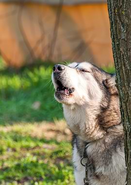 Portrait of a sleddog