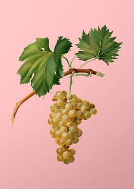 Vintage Grapes Art on Pink