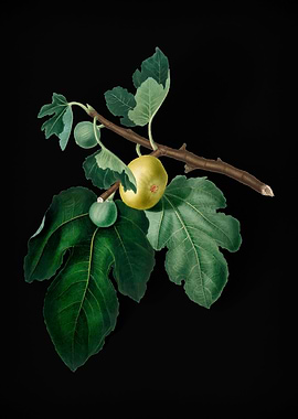 Vintage Fig Fruit Poster