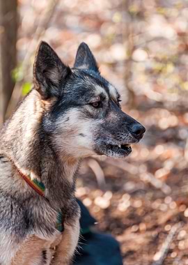 Portrait of a sleddog
