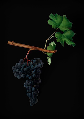 Vintage Dolcetto Grapes